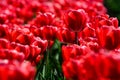 Red tulips close up in Holland gardens , spring time flowers Royalty Free Stock Photo