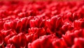 Red tulips close up in Holland gardens , spring time flowers