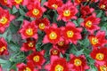 Red Tulips close up in keukenhof garden Royalty Free Stock Photo