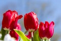 Red tulips close up landscape Royalty Free Stock Photo