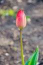 Red tulips in close-up. Open and closed bud tulip Royalty Free Stock Photo