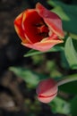 Red tulips in close-up. Open and closed bud tulip Royalty Free Stock Photo