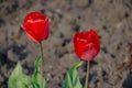Red tulips in close-up. Open and closed bud tulip