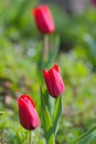 Red tulips. Close up view of these beautiful spring flowers. Floral photography. Royalty Free Stock Photo