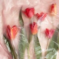 Red tulips covered with transparent foil with raindrops Royalty Free Stock Photo
