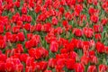 Red Tulips Detail Royalty Free Stock Photo