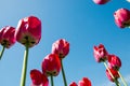 Red tulips directed to the blue sky Royalty Free Stock Photo