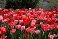 Tulips in Philadelphia United States of America, Washington DC