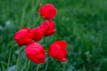 Red tulips in droplets of water after spring rain in the park on the background of green grass. Royalty Free Stock Photo