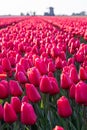 Red tulips in a Dutch field Royalty Free Stock Photo