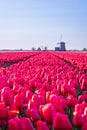 Red tulips in a Dutch field Royalty Free Stock Photo