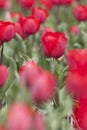 Red tulips in dutch field Royalty Free Stock Photo