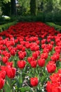 Red tulips everywhere