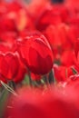 Red tulips in the feild Royalty Free Stock Photo