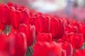 Red tulips in the feild Royalty Free Stock Photo