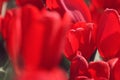 Red tulips in the feild Royalty Free Stock Photo