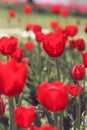 Red tulips in the feild Royalty Free Stock Photo
