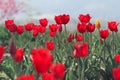 Red tulips in the feild Royalty Free Stock Photo
