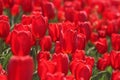 Red tulips in the feild Royalty Free Stock Photo