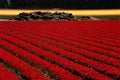Red tulips field Royalty Free Stock Photo