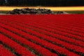 Red tulips field