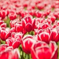 Red tulips field Royalty Free Stock Photo