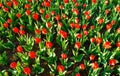 Red tulips field Royalty Free Stock Photo