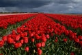 Red tulips field and dark sky Royalty Free Stock Photo