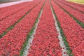 red tulips in a field. These flowers were shot in Holland the Netherlands Royalty Free Stock Photo