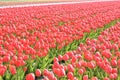 Red tulips in a field. These flowers were shot in Holland the Netherlands Royalty Free Stock Photo