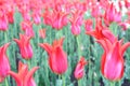 Red tulips field Royalty Free Stock Photo