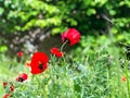 Tulips in field, red poppy flowers in field