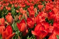 Red tulips on the field