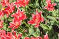 Red Tulips Field In Spring Royalty Free Stock Photo