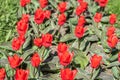 Red Tulips Field Royalty Free Stock Photo