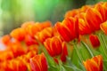 Red tulips flower