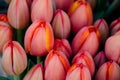 Red tulips at flower bazaar Royalty Free Stock Photo