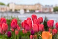 Red tulips in a flower bed in the city close-up. Royalty Free Stock Photo