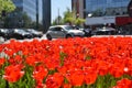 Red tulips flower bed in city Royalty Free Stock Photo