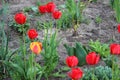 Red tulips on the flower bed. Gardening