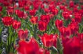 Red tulips flower bed in the park. Red tulip field, spring background in red color. Close up. Selective focus Royalty Free Stock Photo