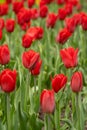 Red tulips in a flower bed. The tulip bud in garden. Beautiful simple spring flowers. Floral background. To grow plants Royalty Free Stock Photo