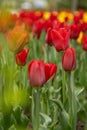 Red tulips in a flower bed. The tulip bud in garden. Beautiful simple spring flowers. Floral background. To grow plants Royalty Free Stock Photo