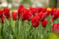 Red tulips in a flower bed. The tulip bud in garden. Beautiful simple spring flowers. Floral background. To grow plants Royalty Free Stock Photo