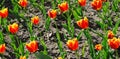 Red tulips in a flower bed. Wide photo Royalty Free Stock Photo