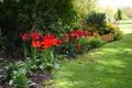 Red Tulips in Flower Border, Tewkesbury Abbey, Gloucestershire, England, UK Royalty Free Stock Photo