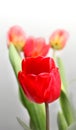 Red tulips flower bouquet. Nature vertical background