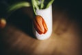 Red tulips flower bouquet on a white vase pot  on a black background Royalty Free Stock Photo