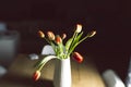 Red tulips flower bouquet on a white vase pot isolated on a black background Royalty Free Stock Photo