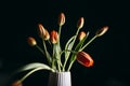 Red tulips flower bouquet on a white vase pot isolated on a black background Royalty Free Stock Photo